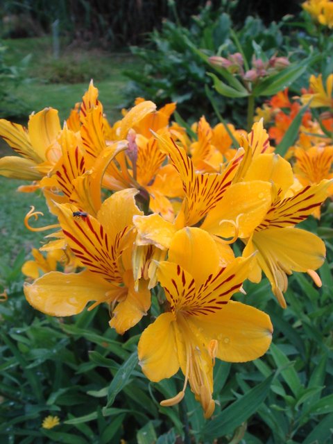 Alstroemeria aurantiaca fleur